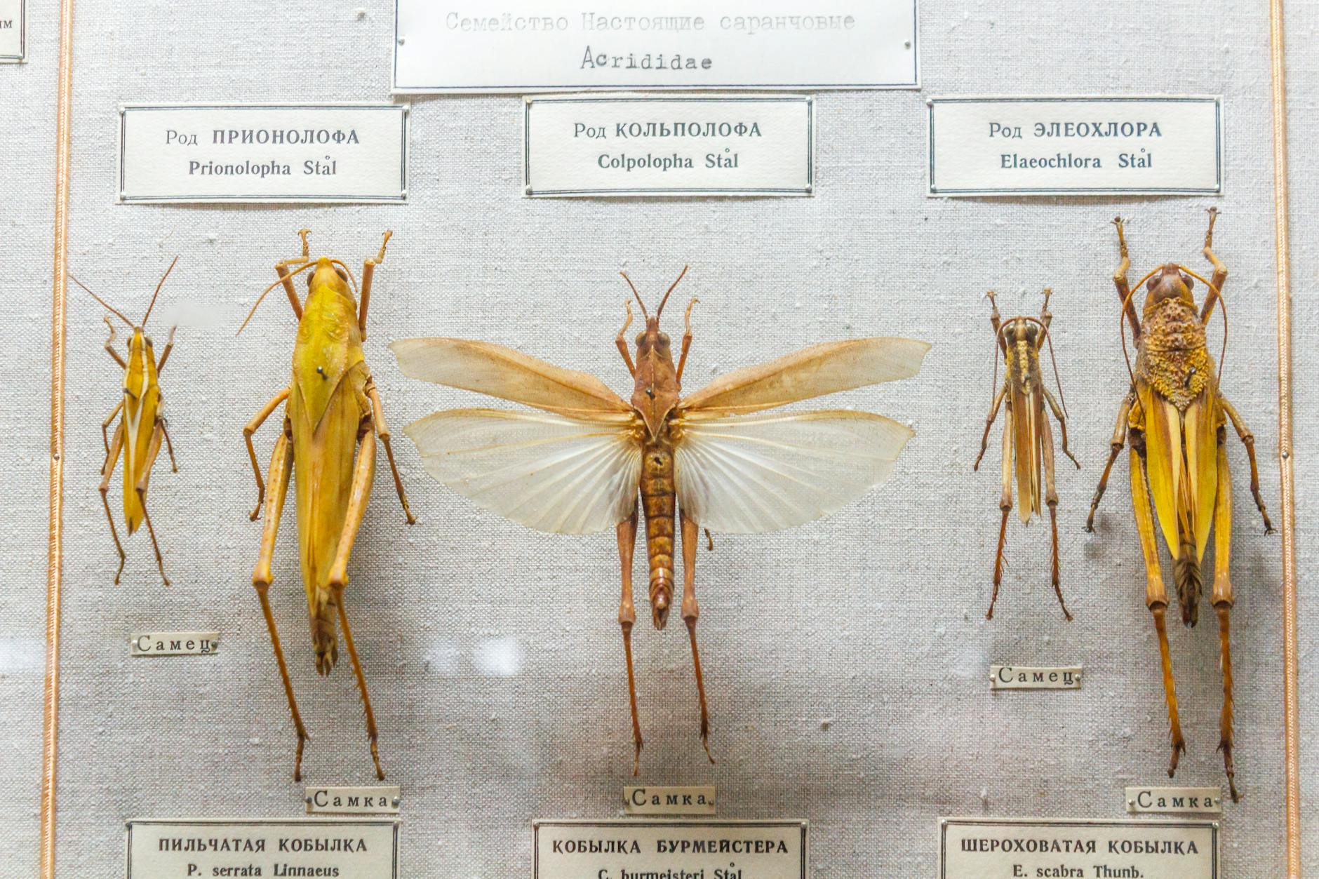 Piłkarze Stali Rzeszów przygotowujący się do meczu ze Zniczem Pruszków 20 marca 2026 – transmisja na żywo